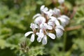 Apple scented geranium