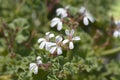 Apple scented geranium