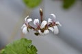 Apple scented geranium