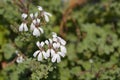 Apple scented geranium