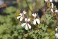 Apple scented geranium