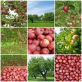 Apple season Royalty Free Stock Photo