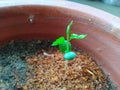 Apple seed sprout