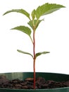 Apple seedling Royalty Free Stock Photo