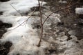 Apple seedling without leaves on the background of snow and earth Royalty Free Stock Photo