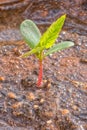 Apple Tree Seedling growing in wet dirt Royalty Free Stock Photo