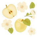 Apple. A set of elements.A slice of Apple. Flower. white background