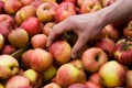 Apple Shopping at Farmer's Market