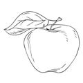 Apple sketch in engraved style isolated on white background. Line art, hand drawn sketch. Vector drawing. Royalty Free Stock Photo