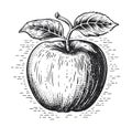 Apple sketch hand drawn in doodle style illustration Royalty Free Stock Photo