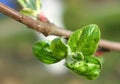 Apple small leaves macro