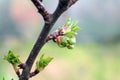 The Apple small leaves macro