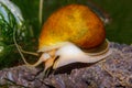 apple snail