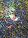 Apple snail Helix pomatia with slug Royalty Free Stock Photo