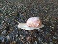 Apple snail Helix pomatia with spider on house Royalty Free Stock Photo