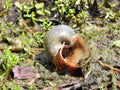 Apple Snail shell (Ampullariidae) Royalty Free Stock Photo