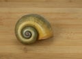 Apple Snail Shell Displayed on Wood Board Royalty Free Stock Photo