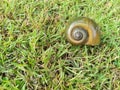 Apple snail shell on green grass floor. Royalty Free Stock Photo