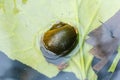 Apple snail at water surface. Royalty Free Stock Photo