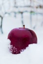 Apple in the snow Royalty Free Stock Photo