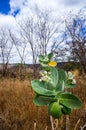 Apple of Sodom (Calotropis procera)