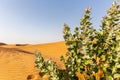 Apple of Sodom Calotropis procera plant with purple flowers blooming and desert sand dunes landscape in the background, UAE