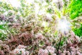 Apple spring blossoms sunny day blur motion