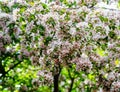 Apple spring blossoms sunny day blur motion