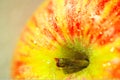 Apple spring fresh fruit ripe tasty light background