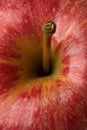 Apple stalk close up Royalty Free Stock Photo