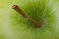 Apple stalk macro Royalty Free Stock Photo