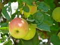 Apple striped fruits hanging on the branch