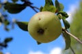 An apple on th branch