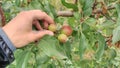 Apple thinning in organic orchard