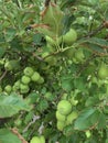 Apple time Royalty Free Stock Photo