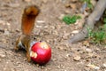 Apple Too Big for A Small Squirrel Royalty Free Stock Photo