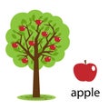Jablko strom 