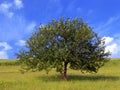 Apple tree Royalty Free Stock Photo