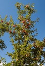 Apple Tree Royalty Free Stock Photo