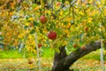 Apple tree