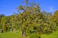 Apple tree Royalty Free Stock Photo