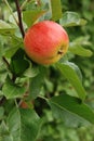 Apple on a tree Royalty Free Stock Photo