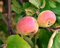 Apple Tree Royalty Free Stock Photo