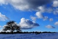 An apple tree alone under a blue sky