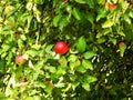 Apple tree with apple fruit Royalty Free Stock Photo