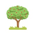 Apple tree, apple harvest vector Illustration on a white background Royalty Free Stock Photo