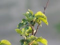 Apple tree apples green flowers