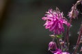 Pink flowers in garden