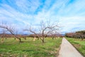 Apple tree in authumn. Royalty Free Stock Photo