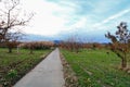 Apple tree in authumn . Royalty Free Stock Photo